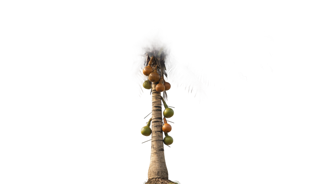 palm wine tree png PNG transparent background