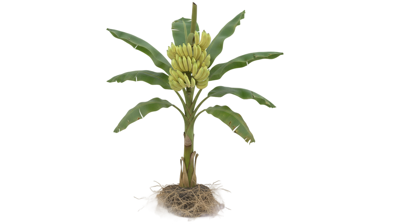 banana plant png PNG transparent background