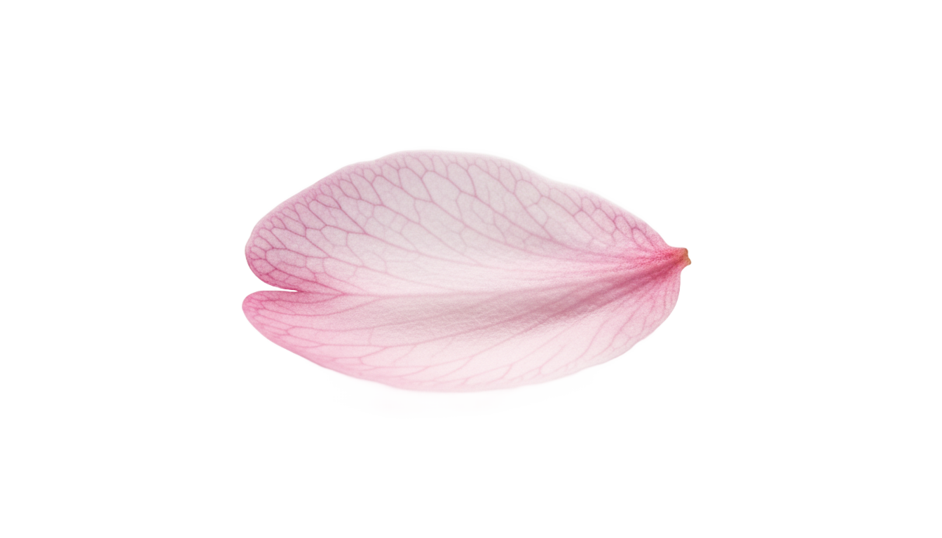 single cherry blossom petal png PNG transparent background