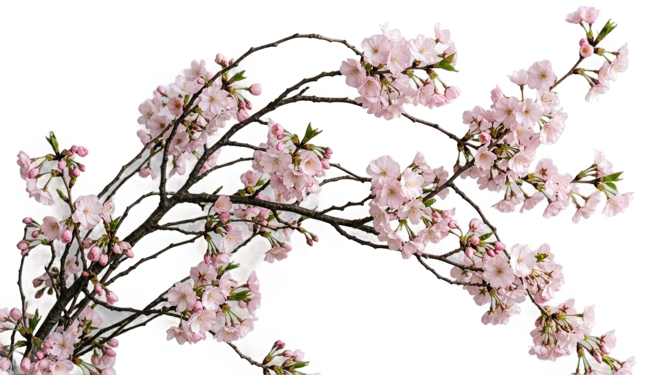 cherry blossom art png PNG transparent background