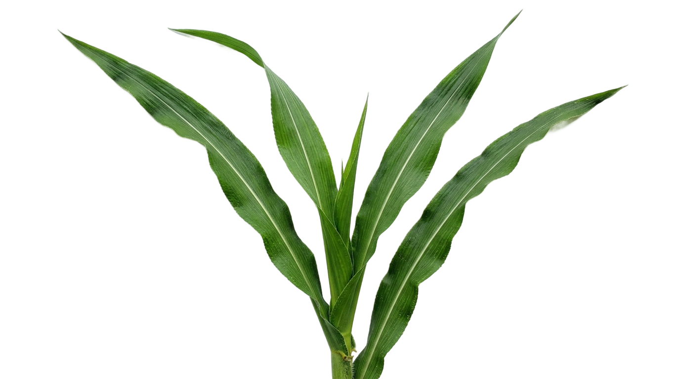 corn leaves png PNG transparent background