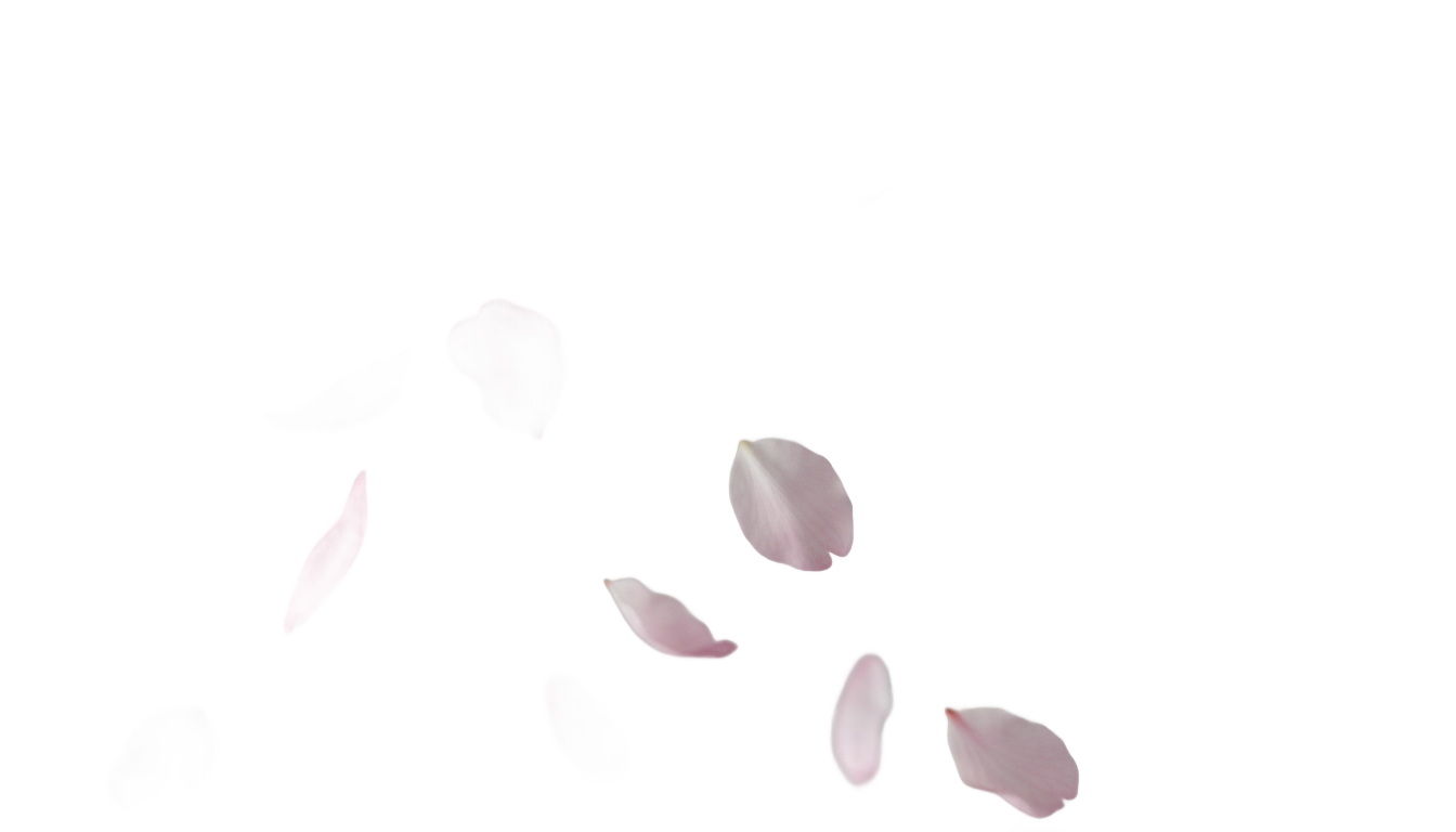 cherry blossom petals falling png PNG transparent background