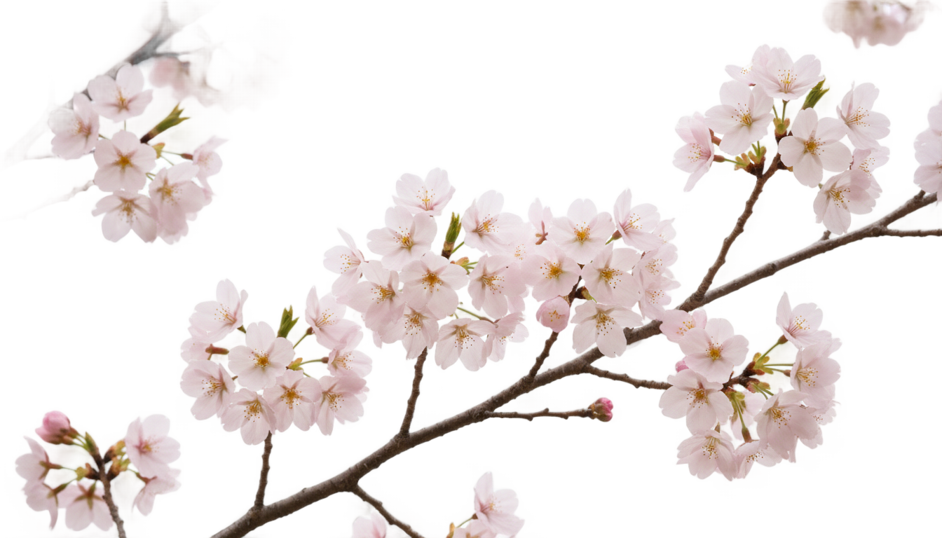 cherry blossom flowers png PNG transparent background
