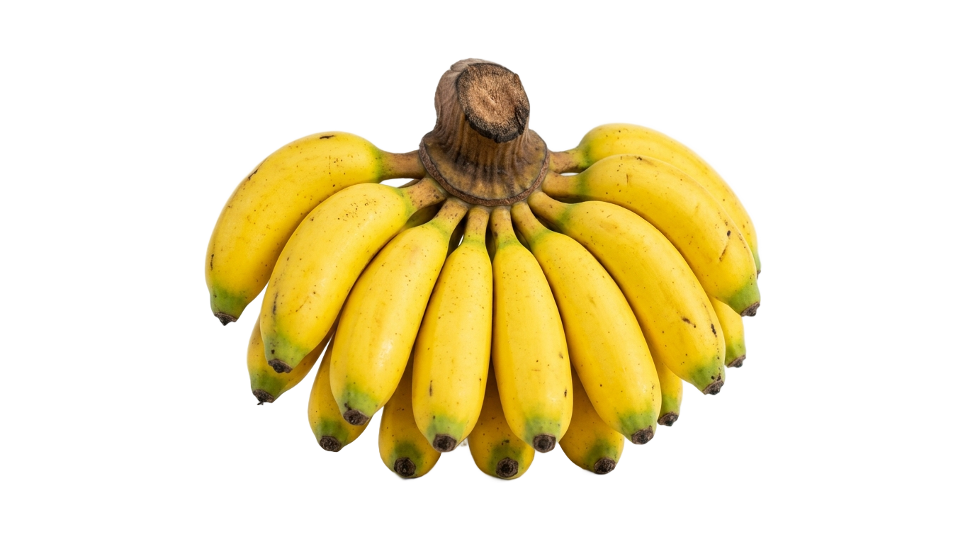 banana nanica png PNG transparent background