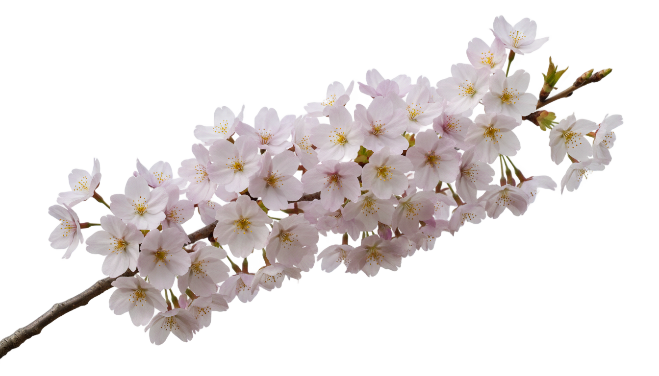 purple cherry blossom png PNG transparent background