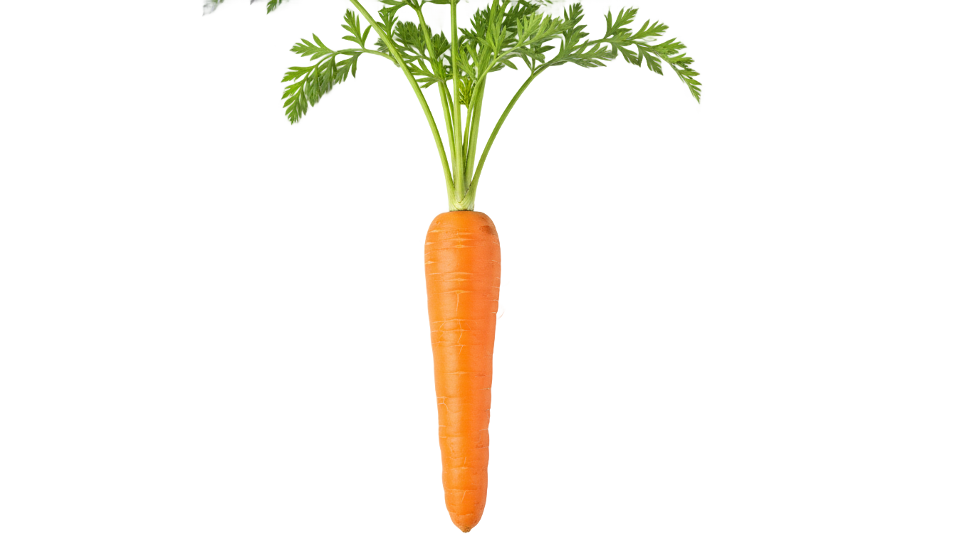 carrot illustration png PNG transparent background