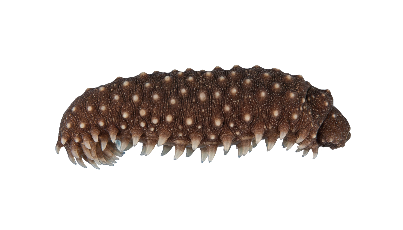 sea cucumber price in png 2018 PNG transparent background