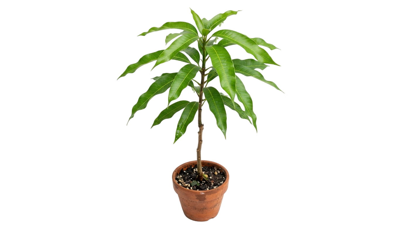 mango plant png PNG transparent background