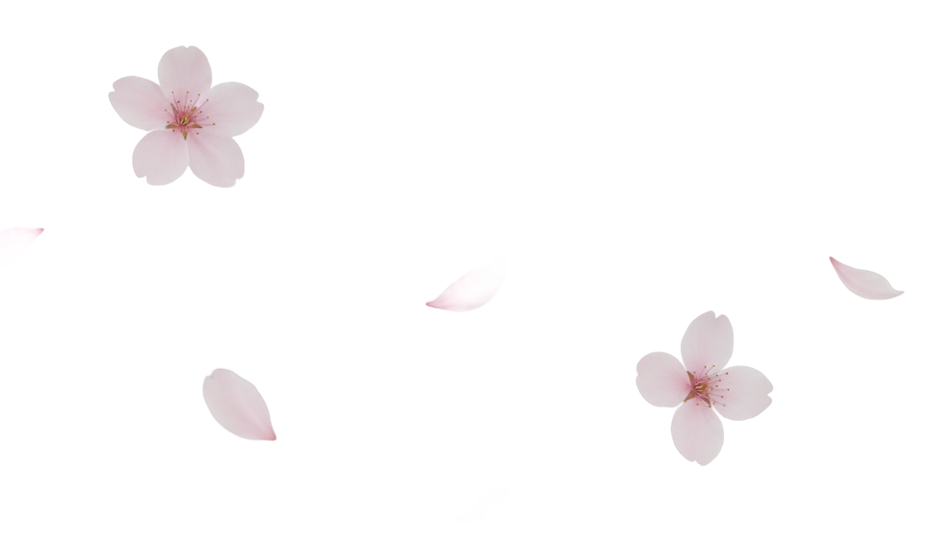 cherry blossom petals falling png PNG transparent background