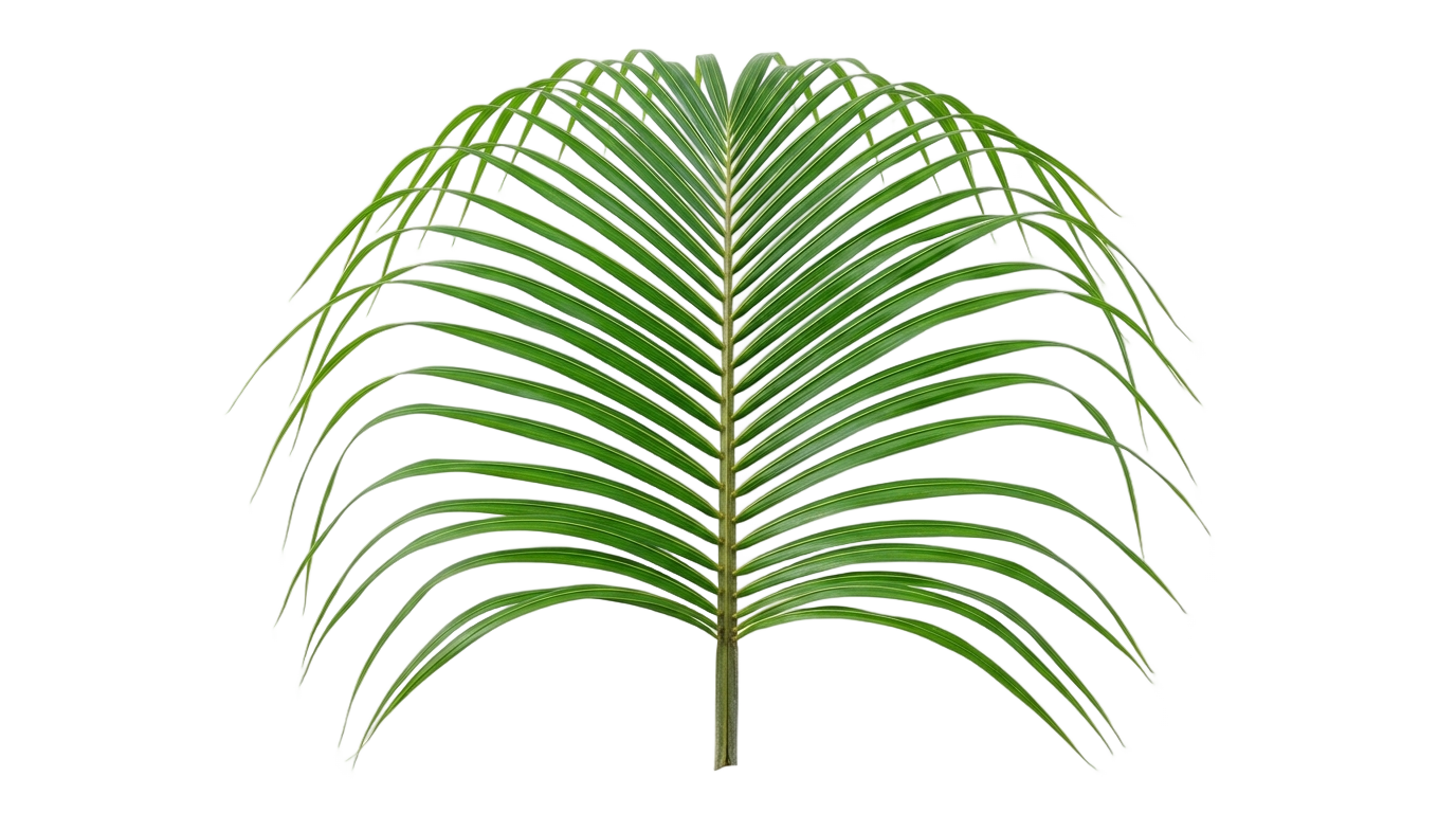 coconut leaves vector png PNG transparent background