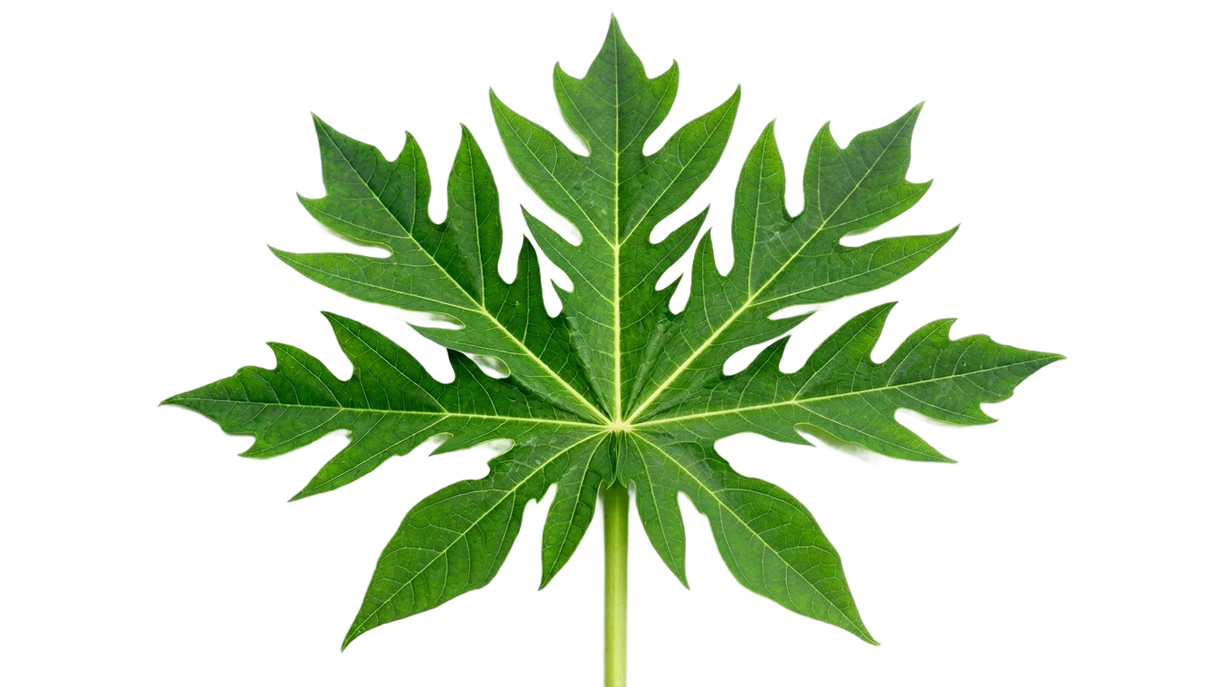 papaya leaf png PNG transparent background