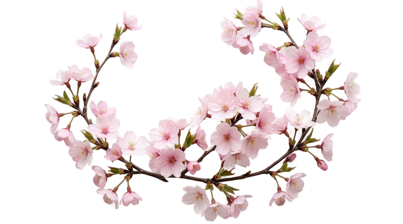 cherry blossom logo png PNG transparent background