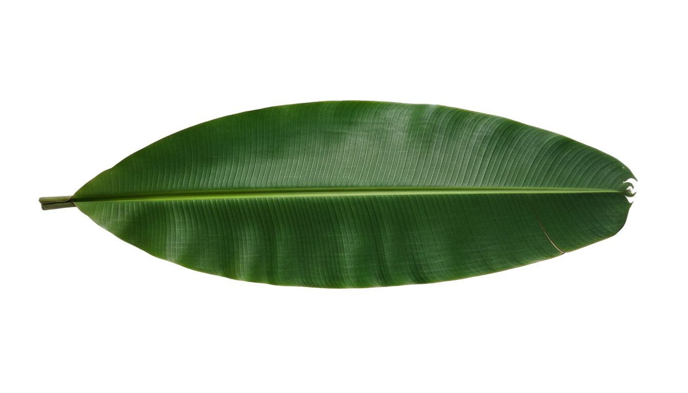 banana leaf plant png PNG transparent background