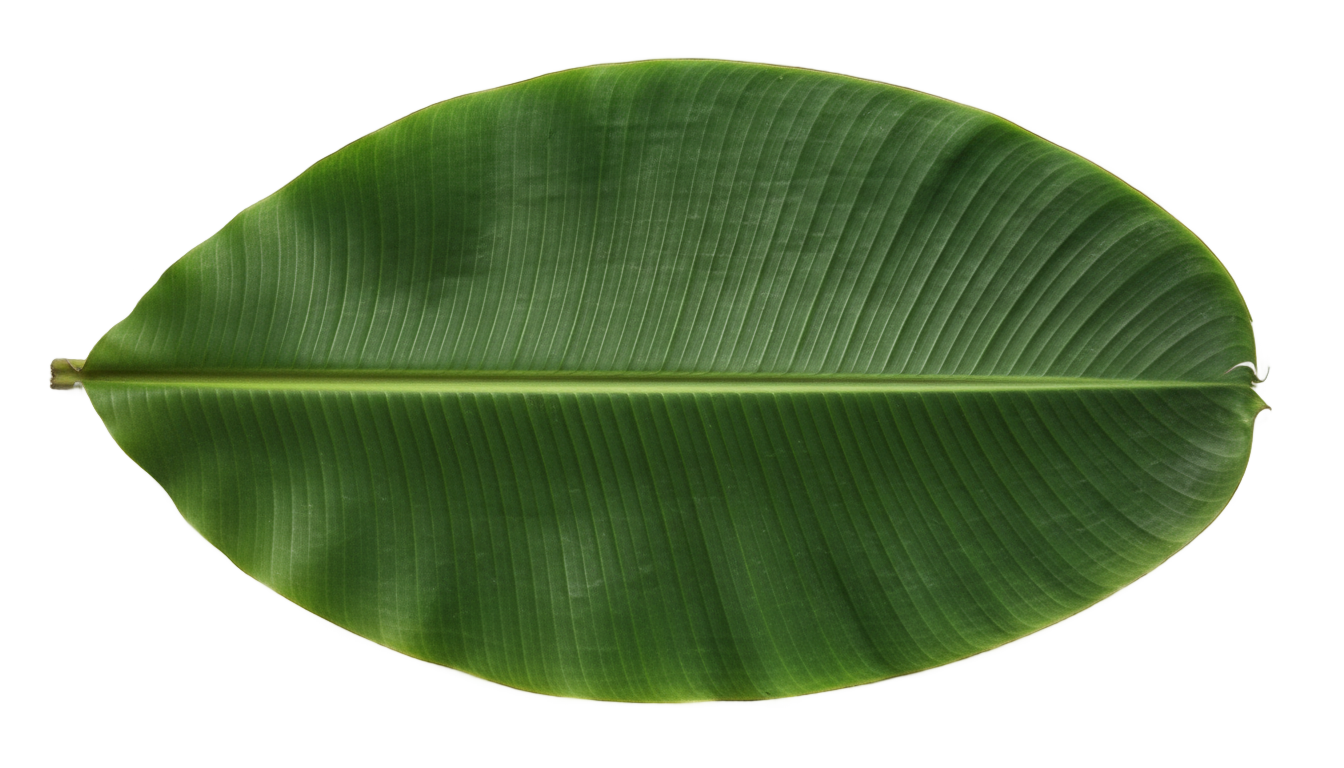 banana leaf plate png PNG transparent background