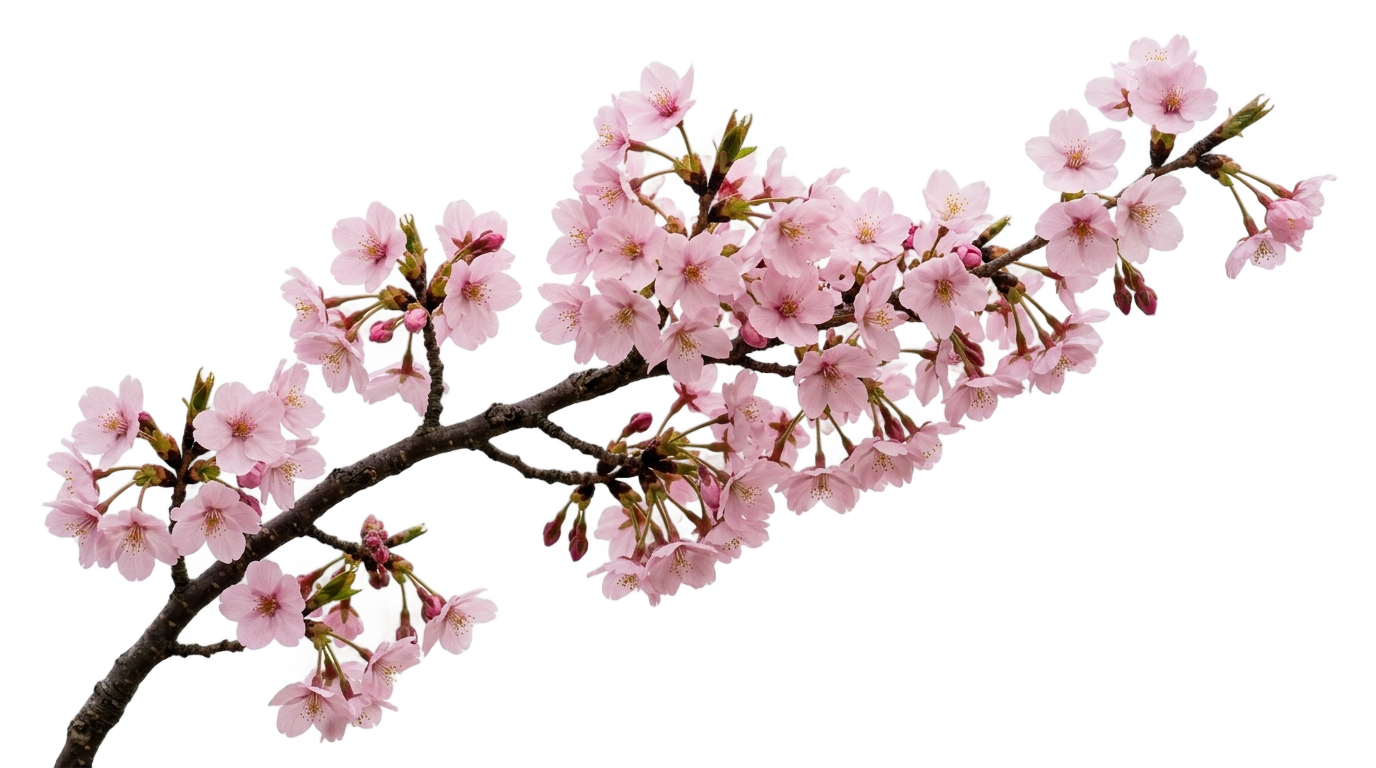 cherry blossom design png PNG transparent background