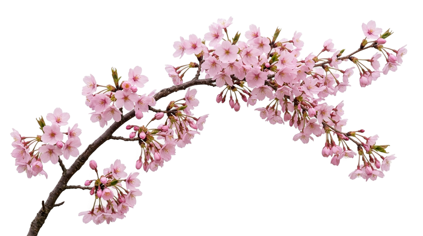 cherry blossom pink tree png PNG transparent background