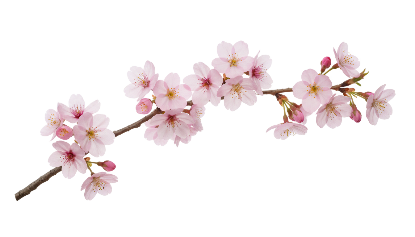 cherry blossom flower png PNG transparent background