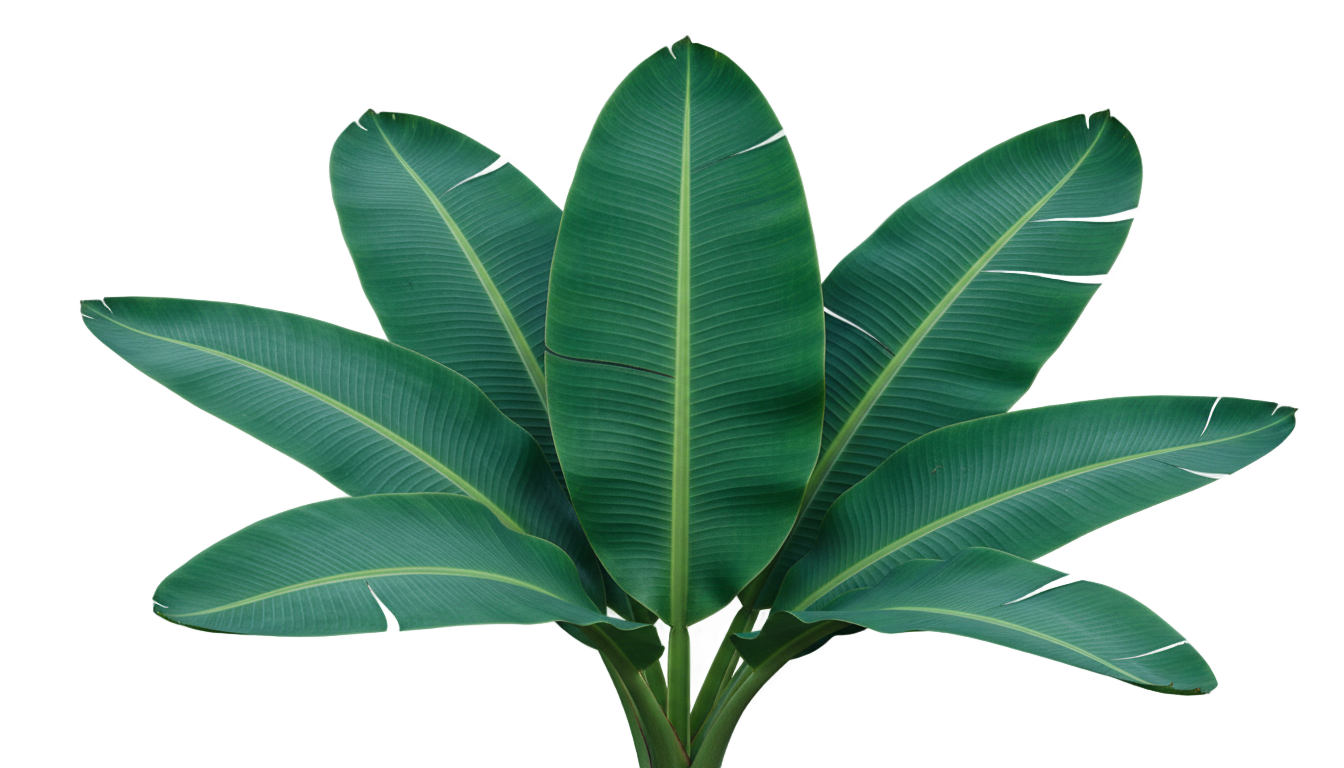 banana leaves png PNG transparent background