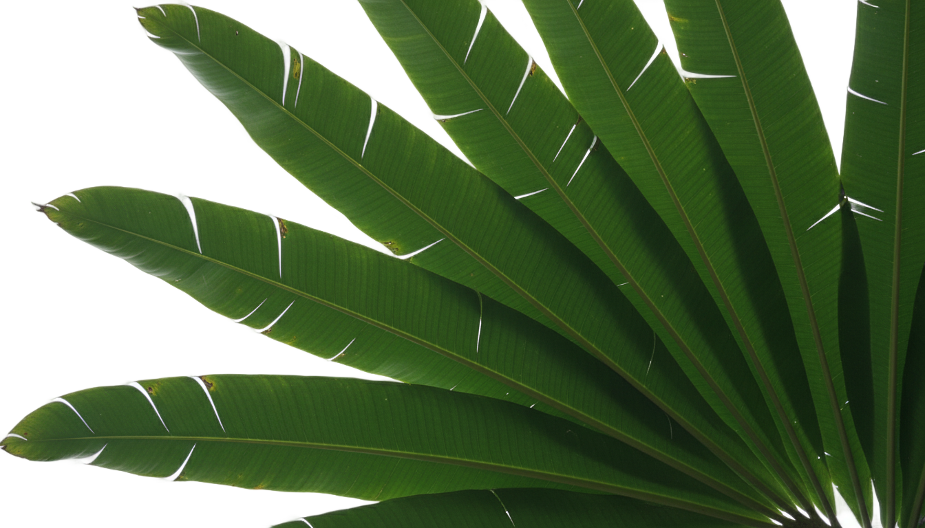 banana tree leaves png PNG transparent background