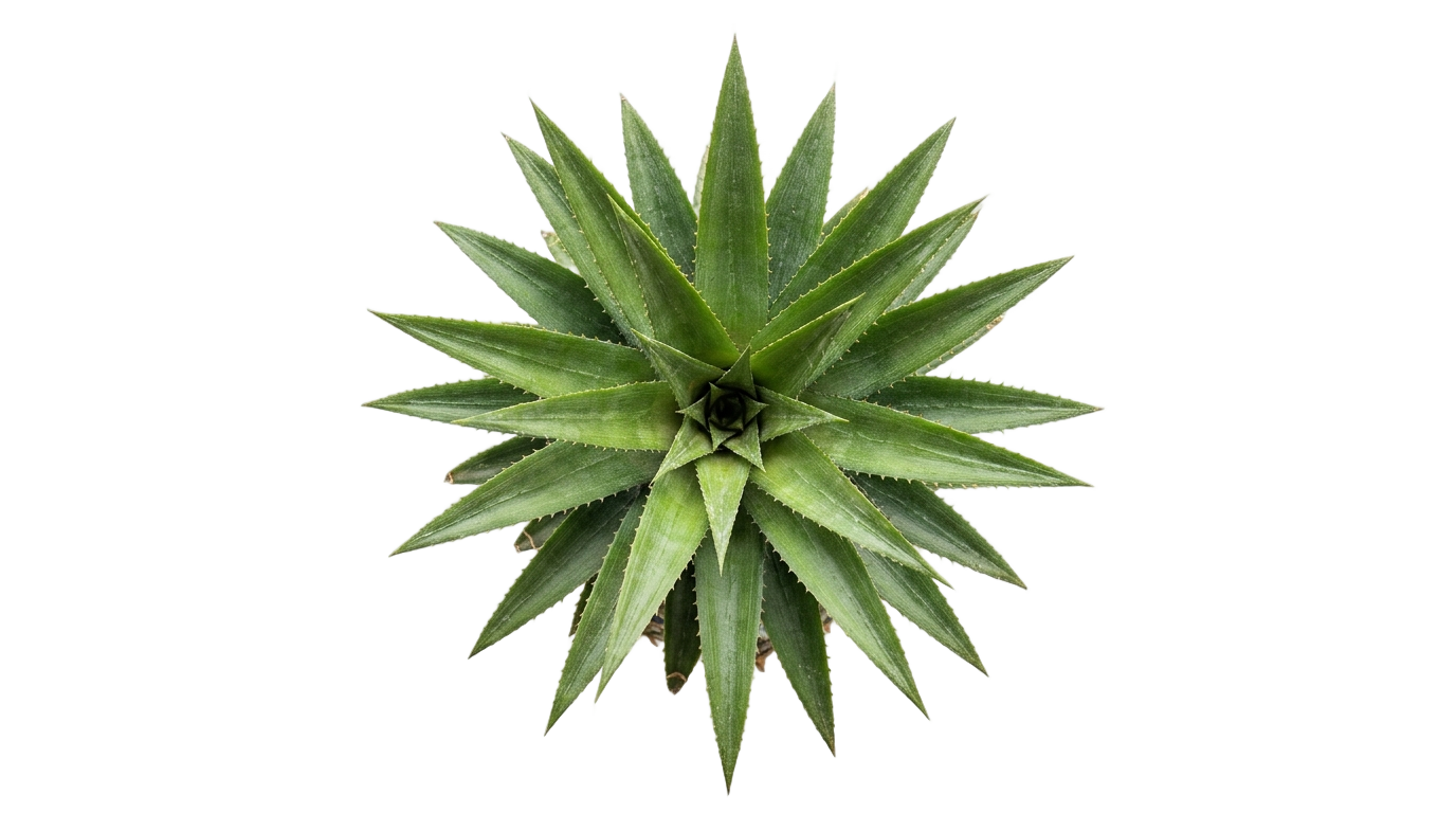 pineapple leaves png PNG transparent background