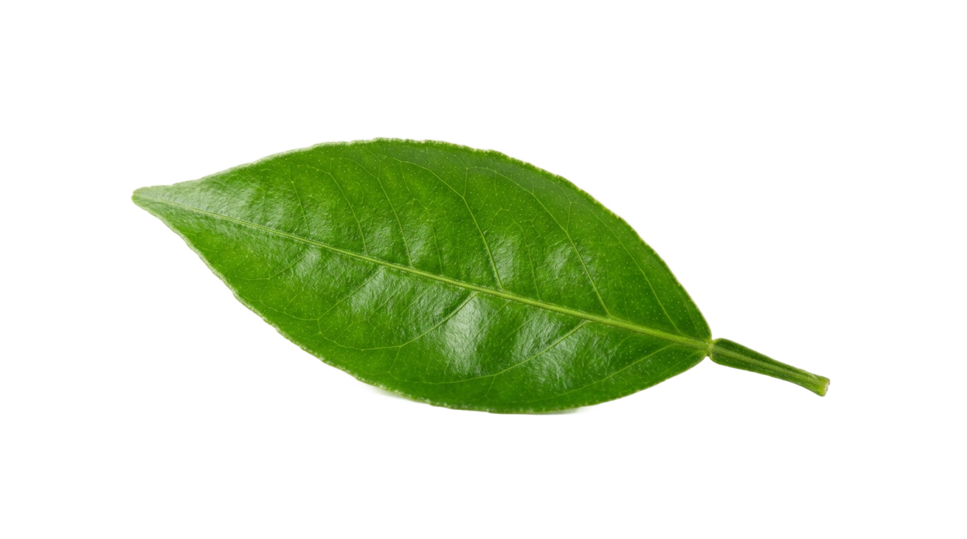 green lemon leaf png PNG transparent background
