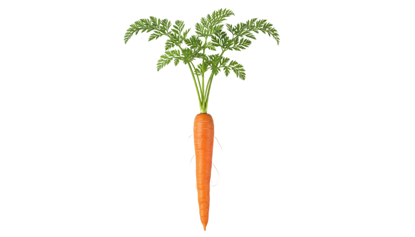 easter carrot png PNG transparent background