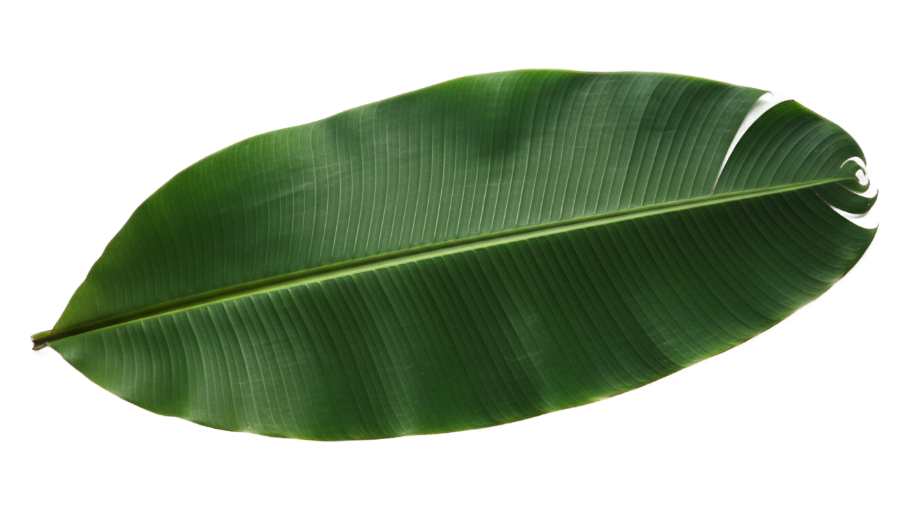 banana leaf plant png PNG transparent background