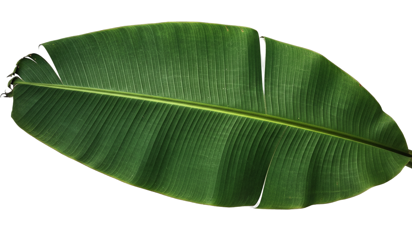 banana leaf illustration png PNG transparent background