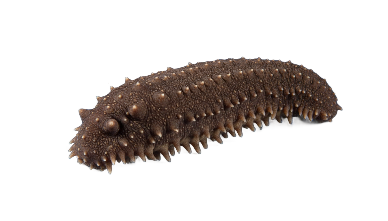 sea cucumber price in png 2018 PNG transparent background