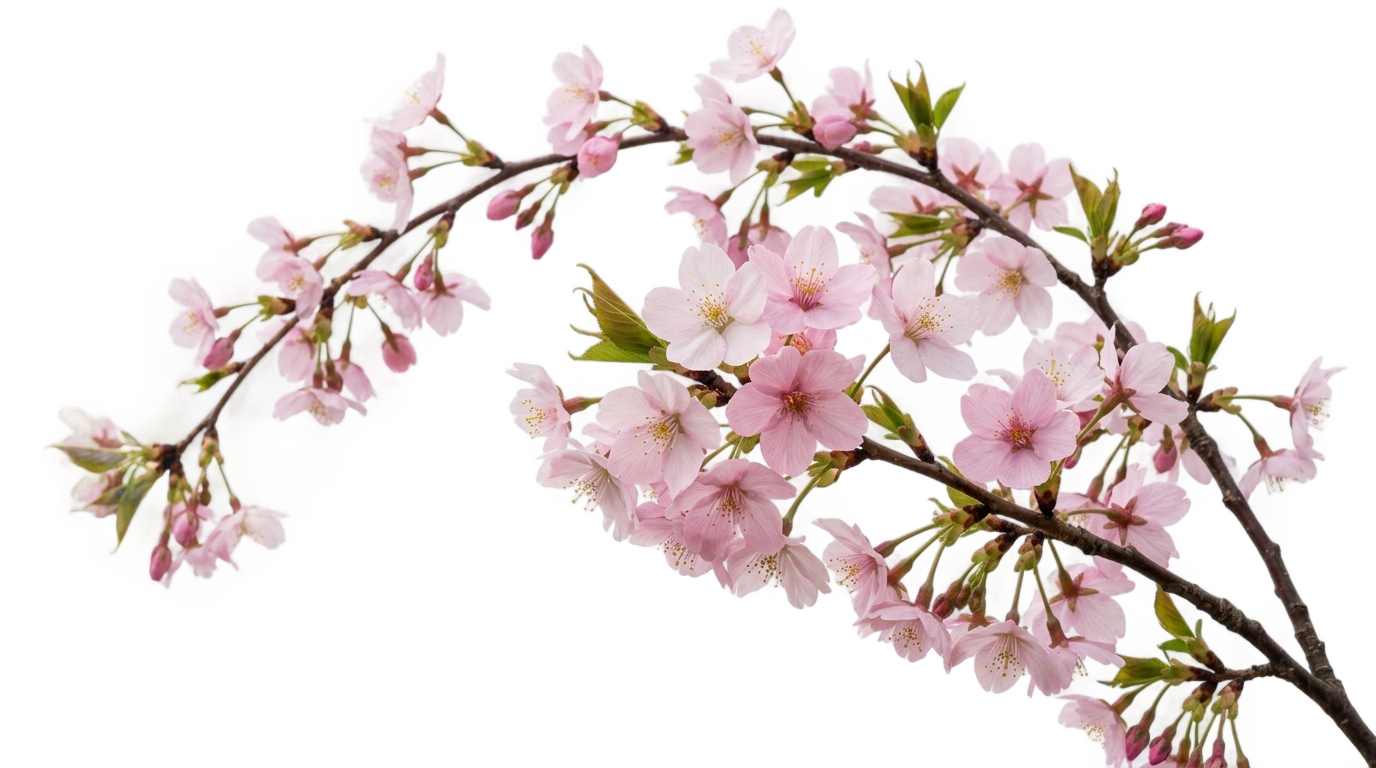 cherry blossom logo png PNG transparent background