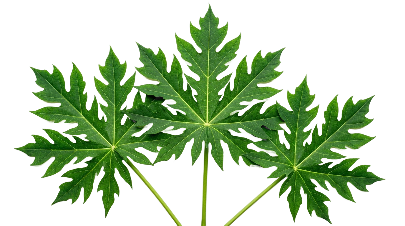 papaya leaves png PNG transparent background