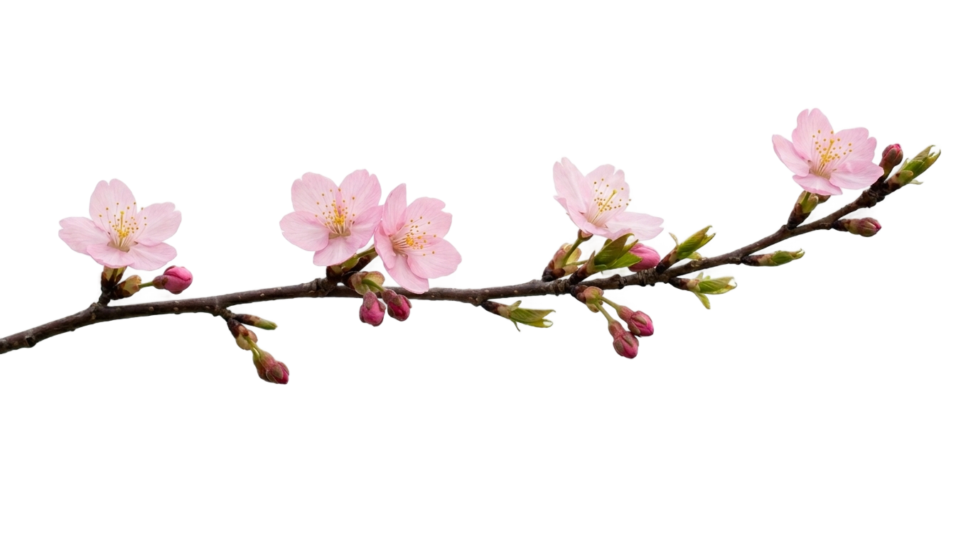 japan cherry blossom png PNG transparent background