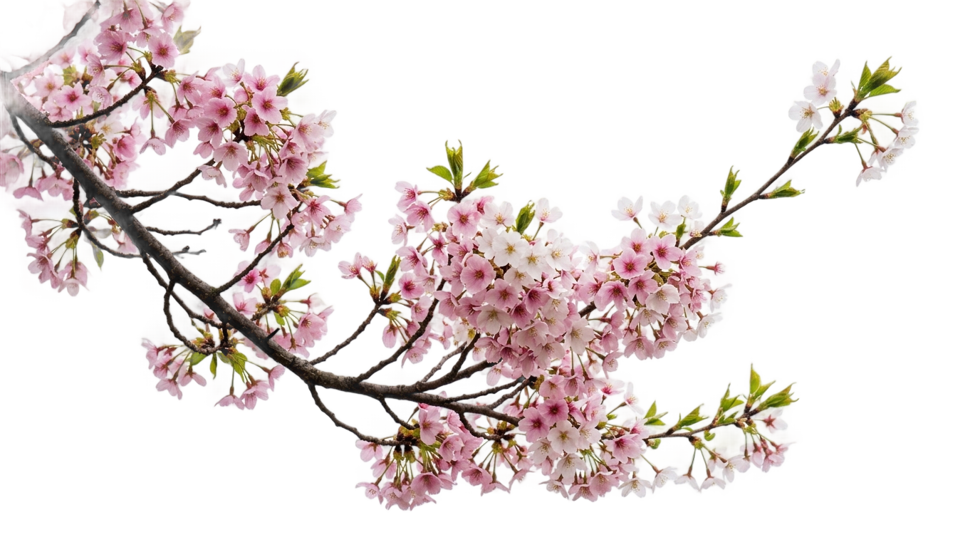 cherry tree branch png PNG transparent background
