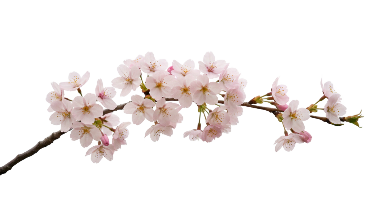 cherry blossom flower png PNG transparent background