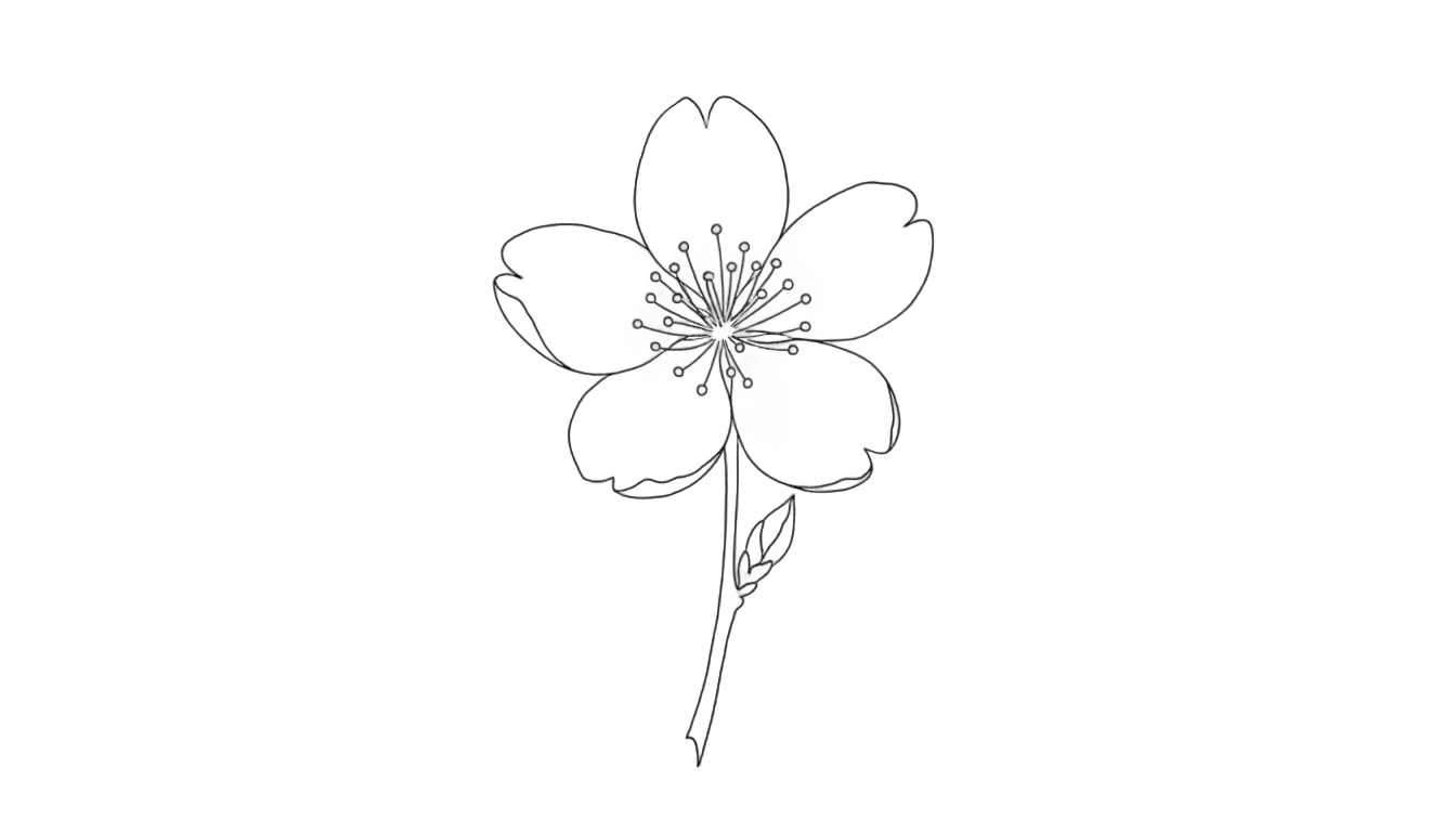 cherry blossom outline png PNG transparent background