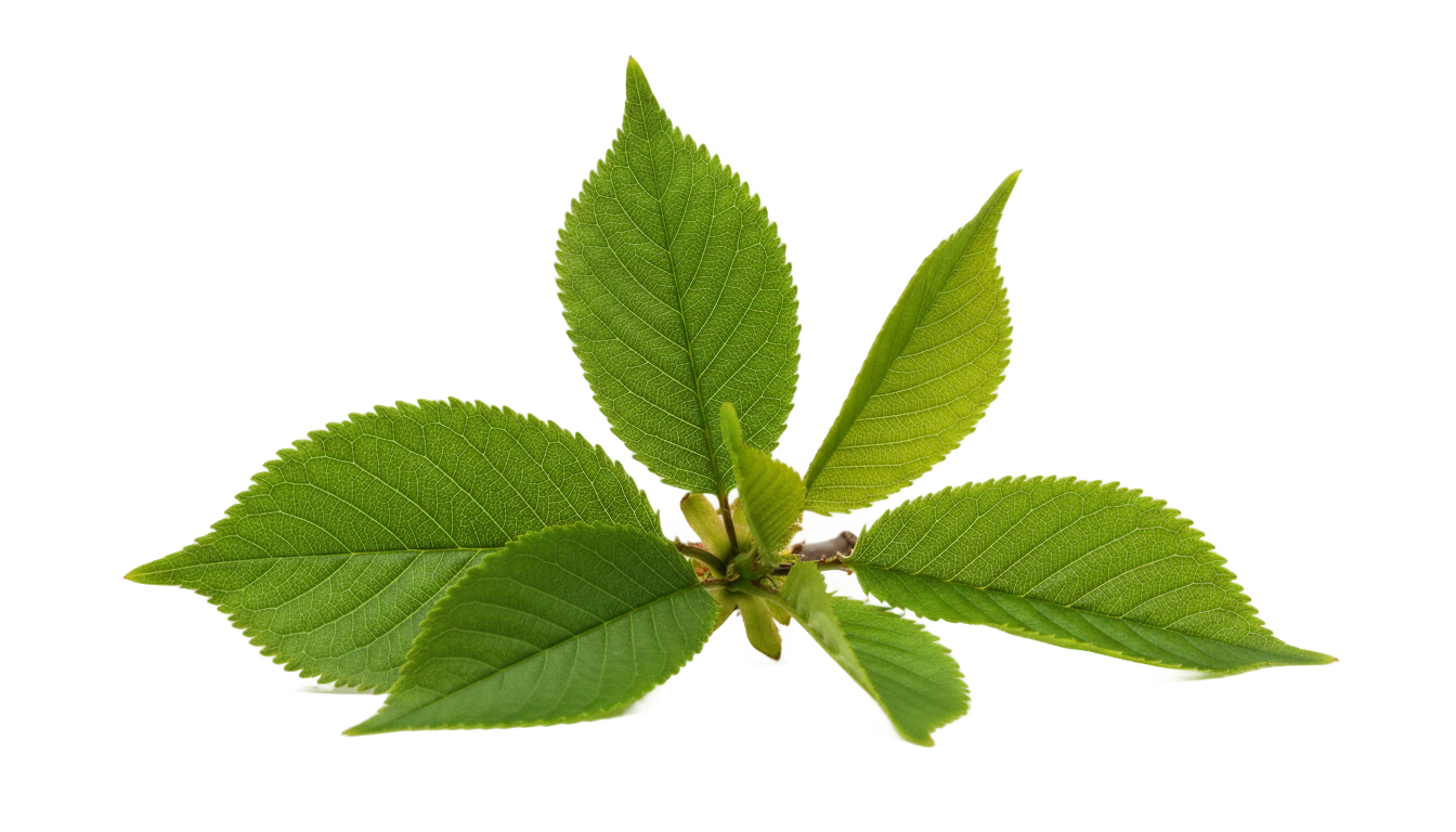 cherry leaves png PNG transparent background