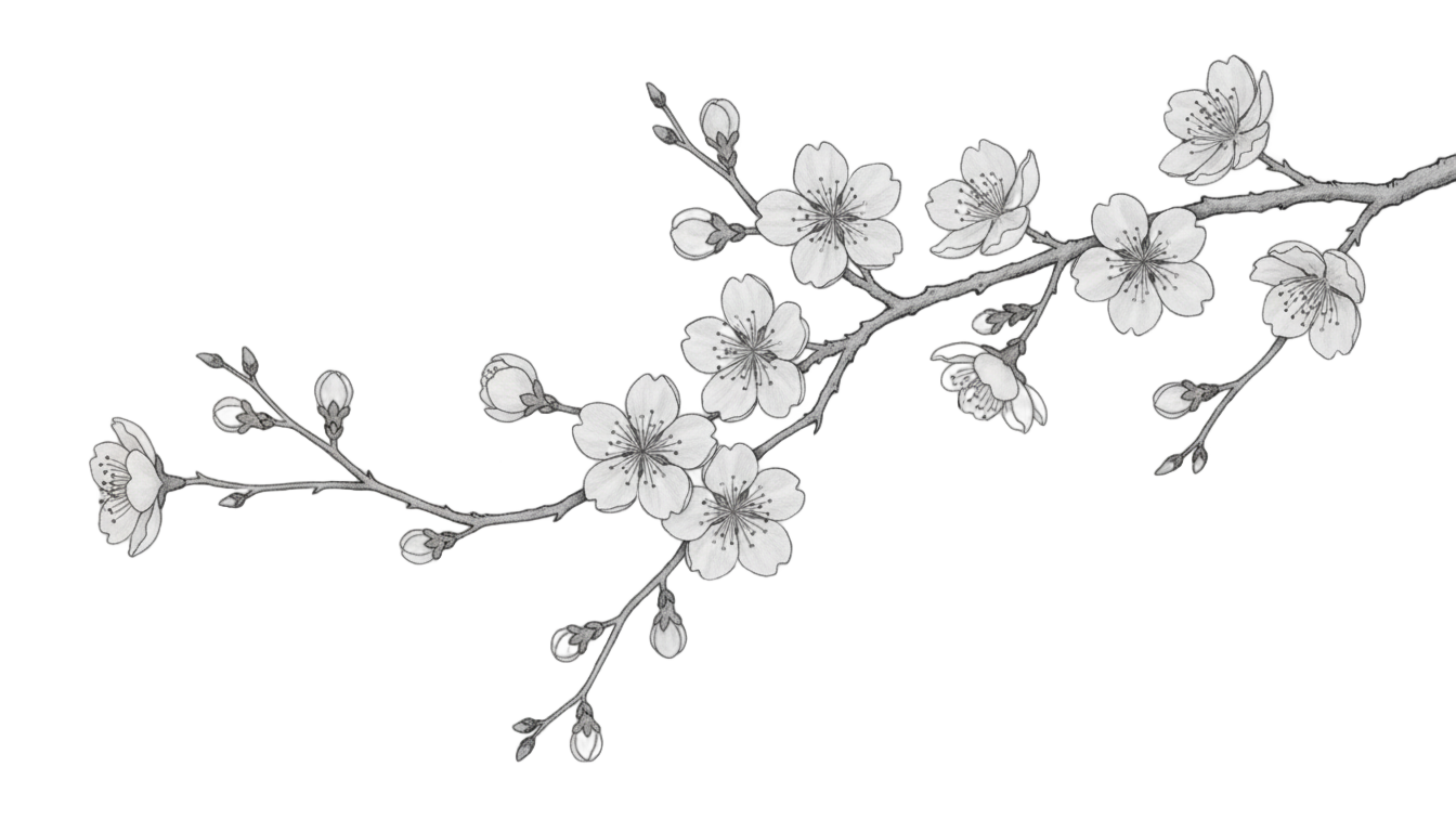 cherry blossom png black and white PNG transparent background