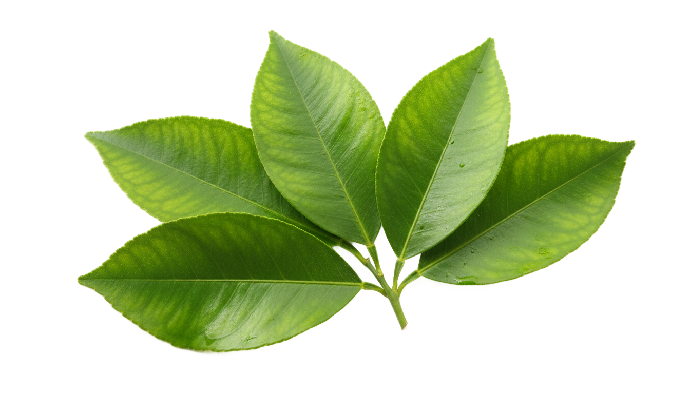 lemon leaves png PNG transparent background