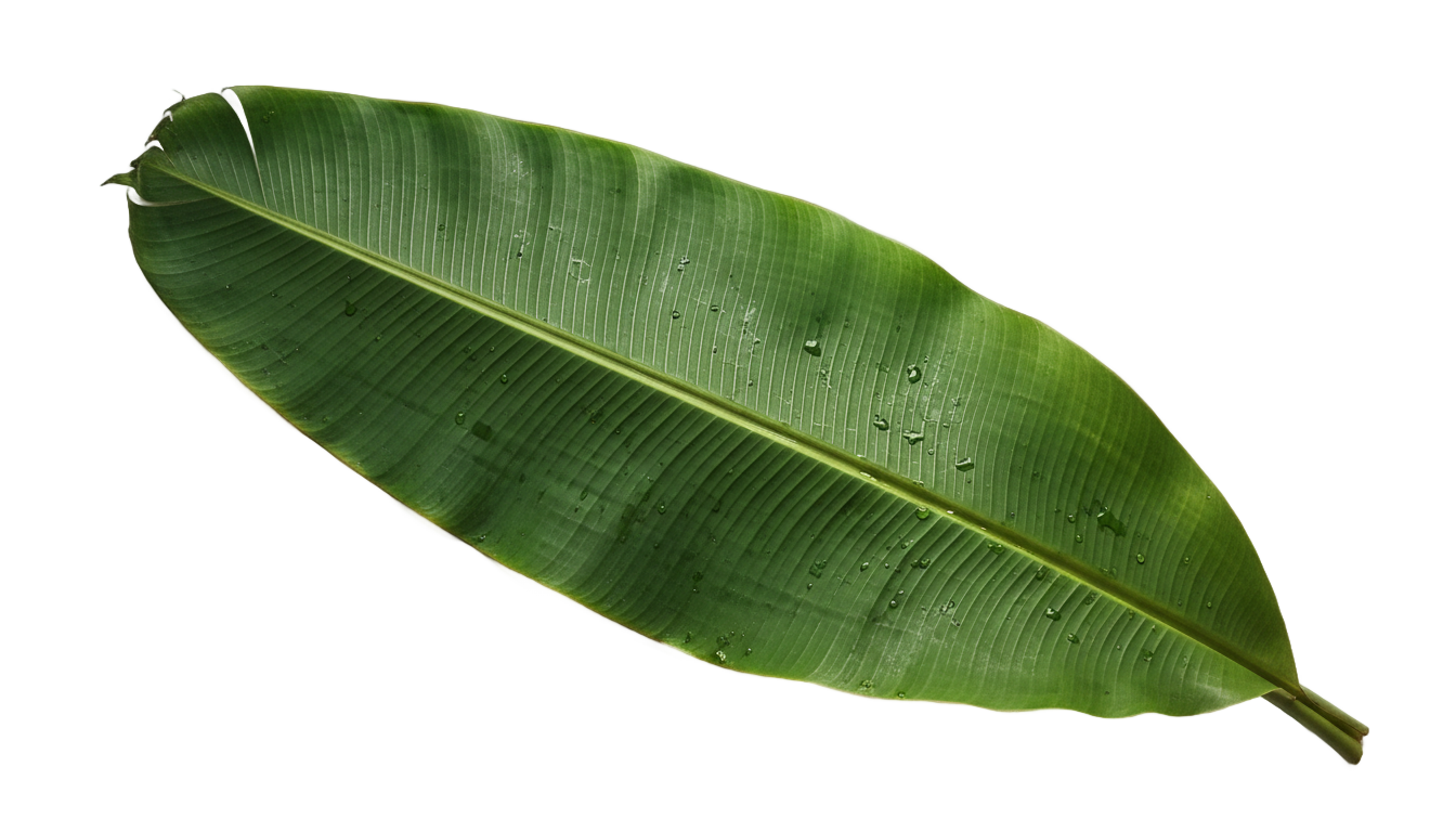 banana leaf illustration png PNG transparent background