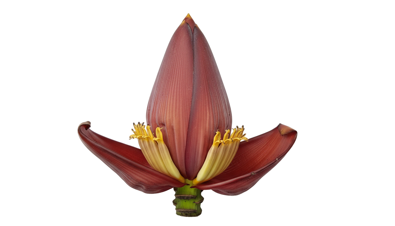 banana heart png PNG transparent background