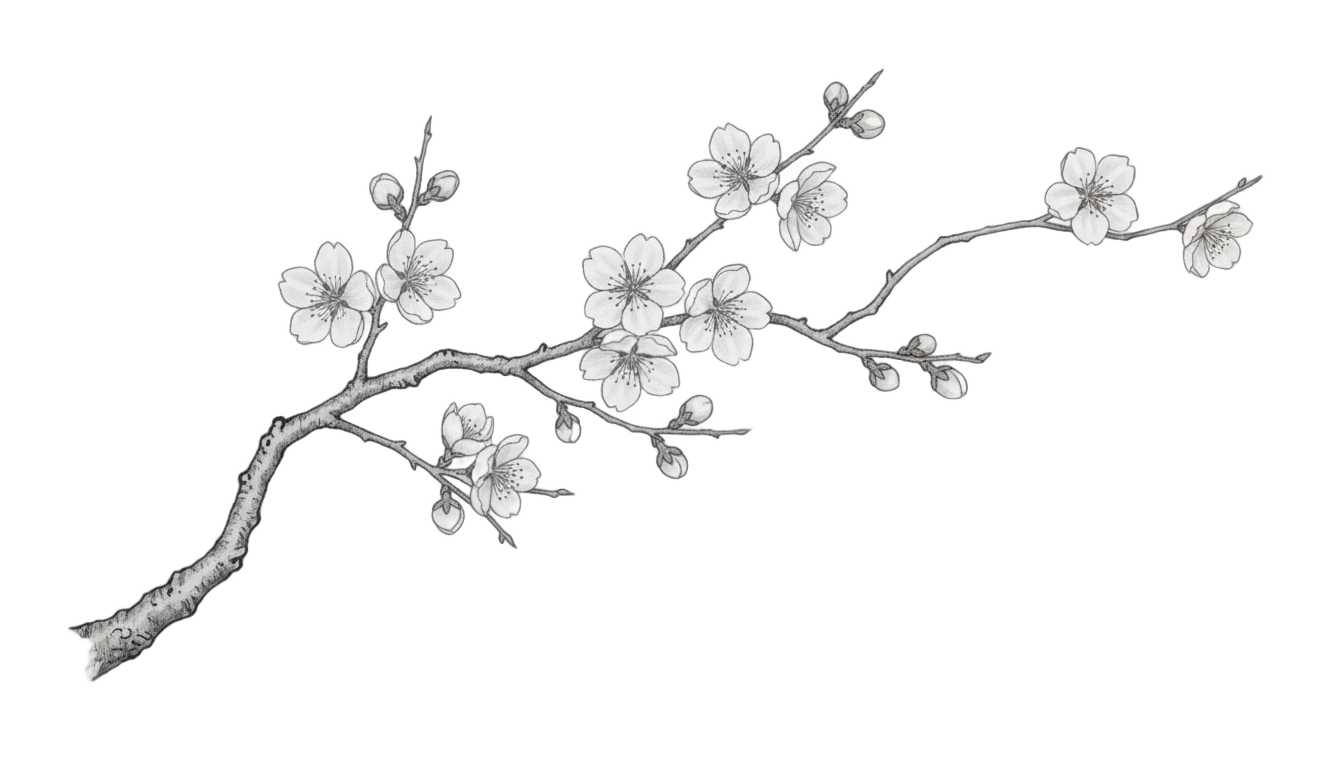 cherry blossom png black and white PNG transparent background