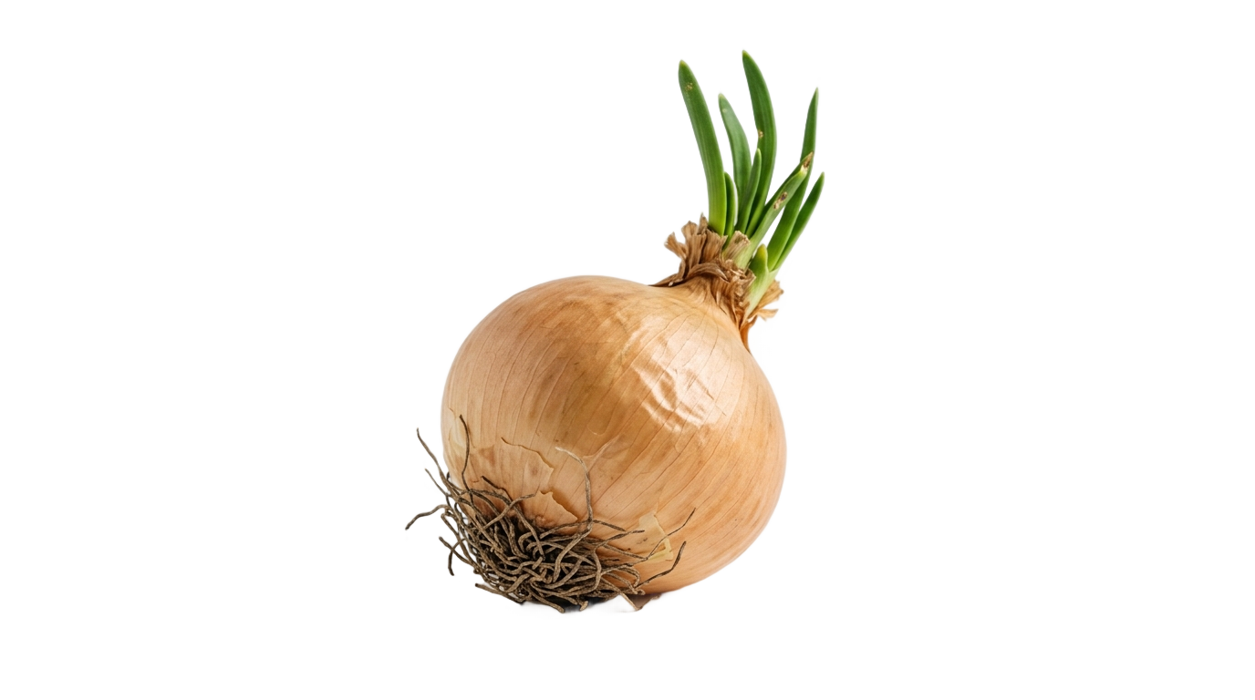 onion vector png PNG transparent background