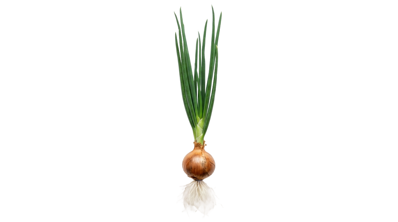 onion plant png PNG transparent background