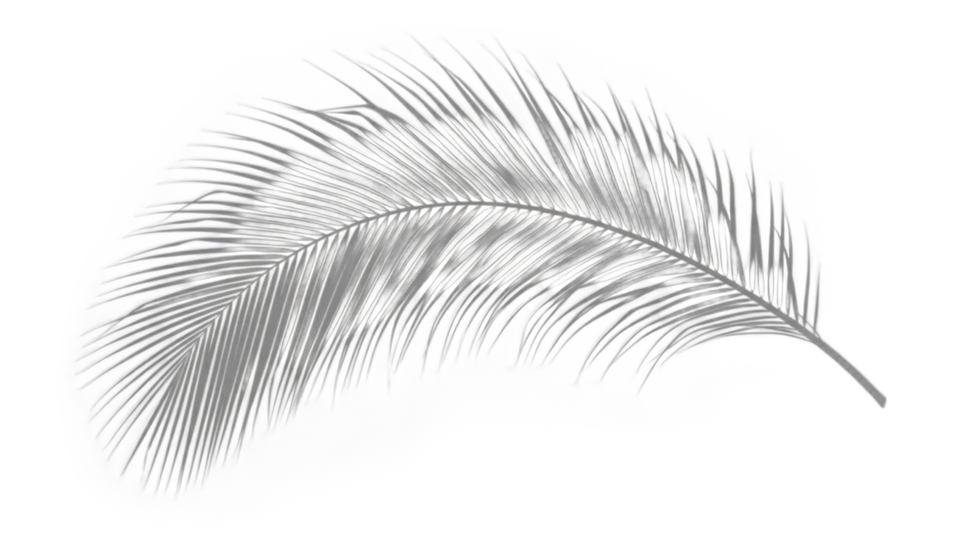 coconut leaf shadow png PNG transparent background