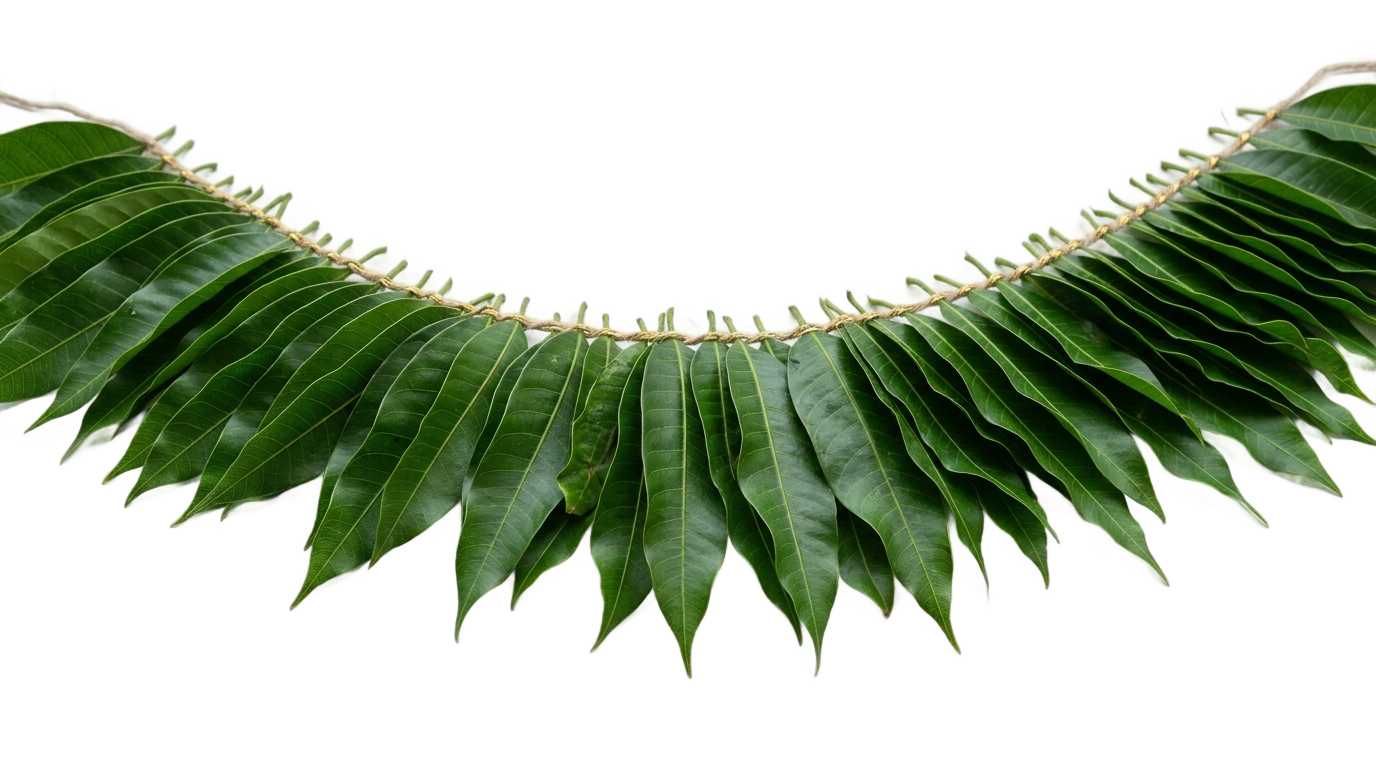 mango leaves decoration png PNG transparent background