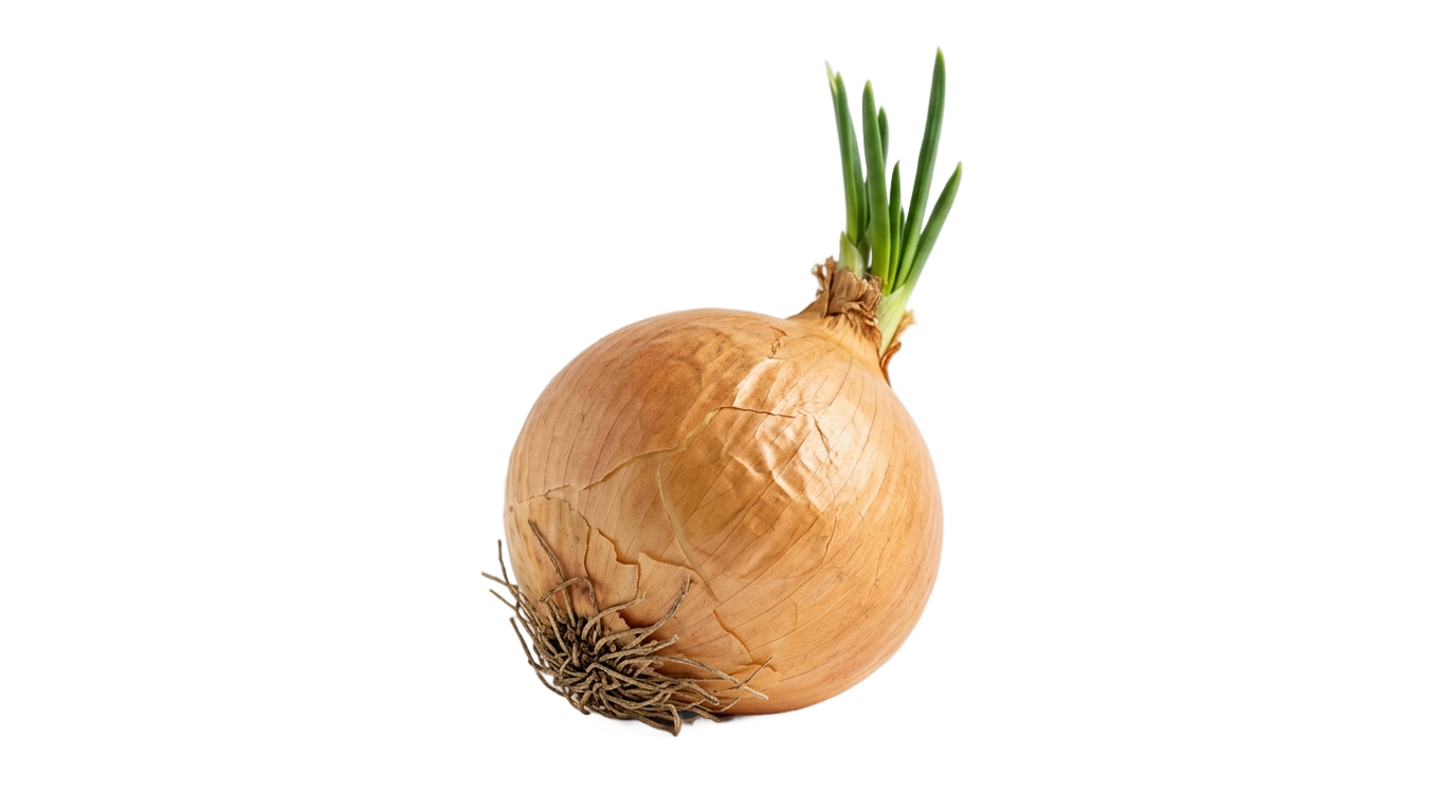 onion vector png PNG transparent background