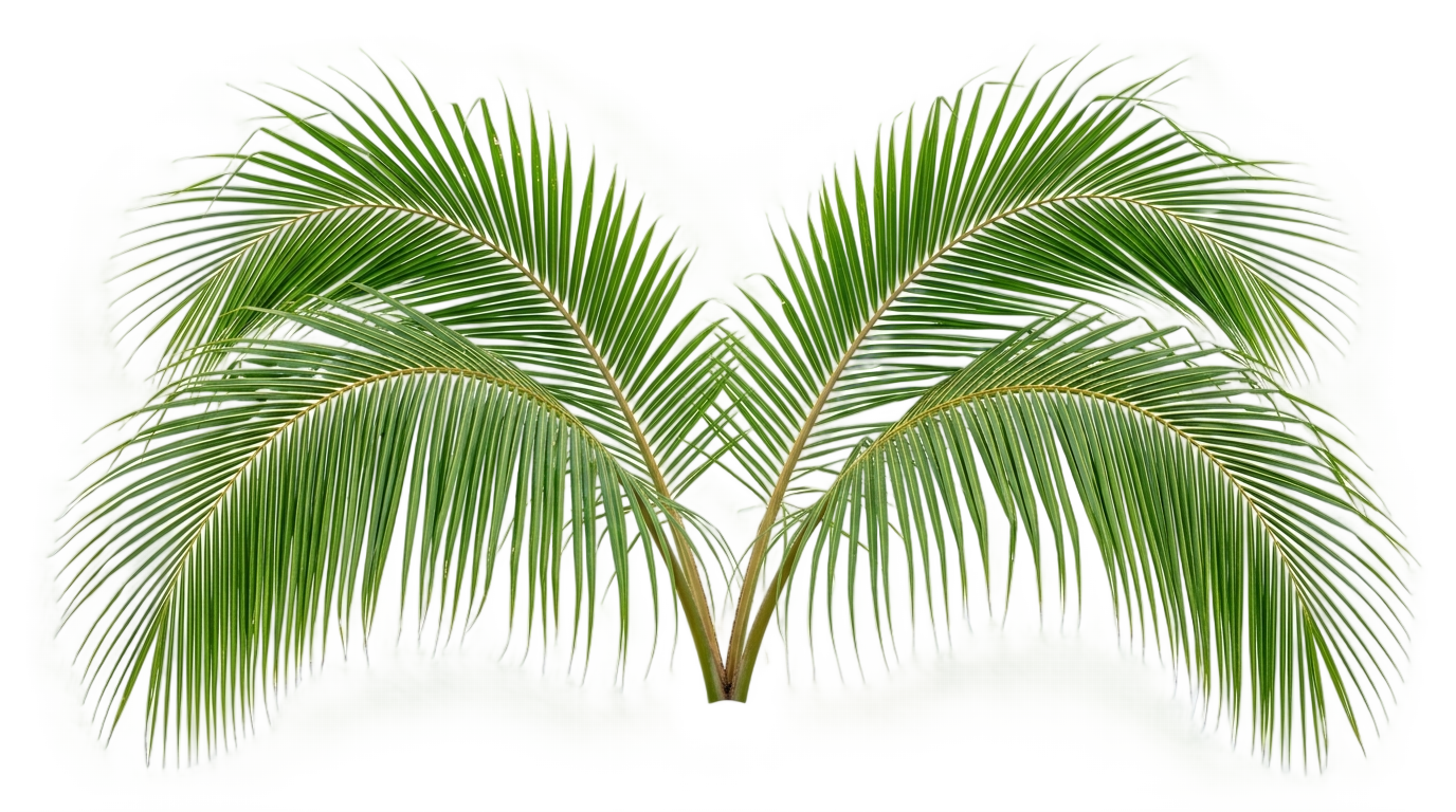 coconut leaves vector png PNG transparent background