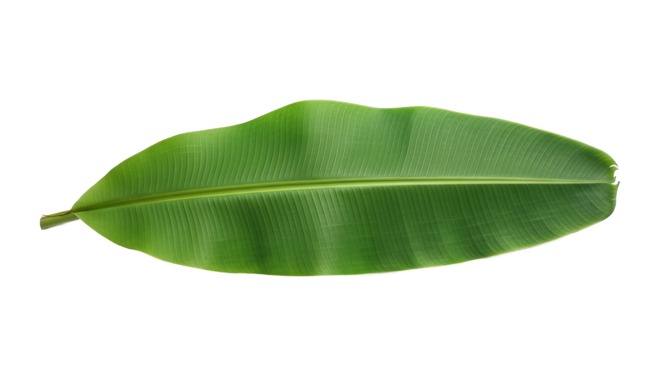 banana leaf cartoon png PNG transparent background