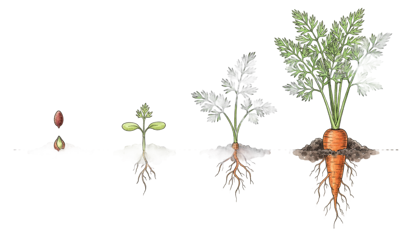 carrot seed grow a garden png PNG transparent background