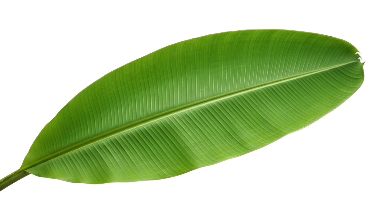 banana leaf clipart png PNG transparent background